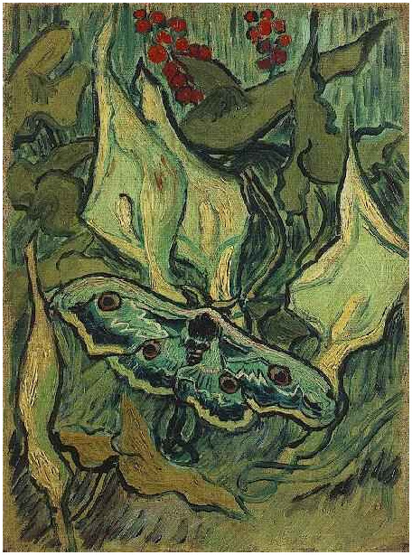 Great Peacock Moth, Van Gogh