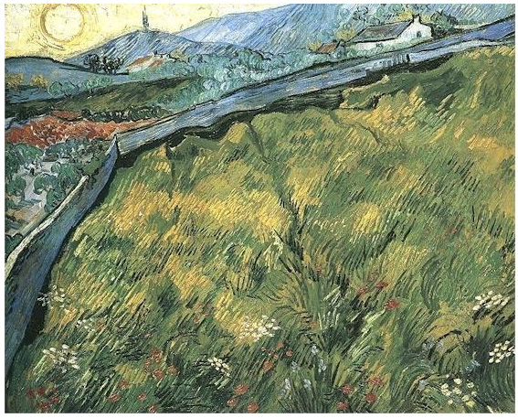 Spring Wheat