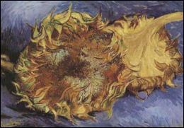 Dos girasoles cortados 