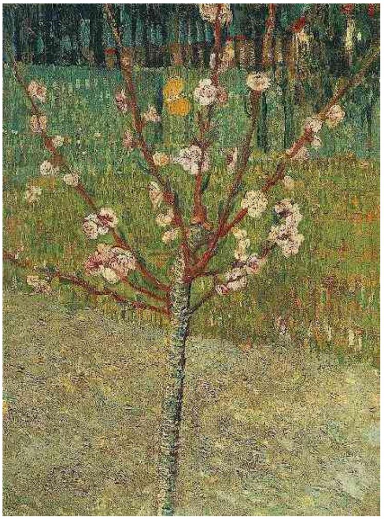 Almond Tree in Blossom