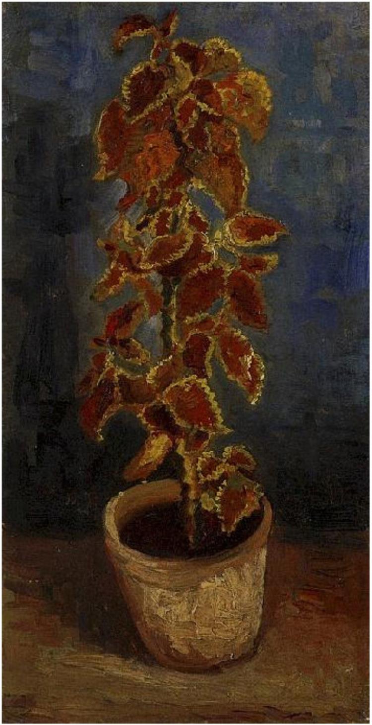 Coleus Plant in a Flowerpot