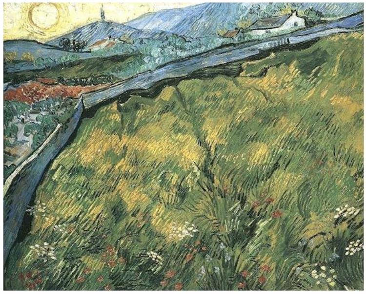 Field of Spring Wheat at Sunrise