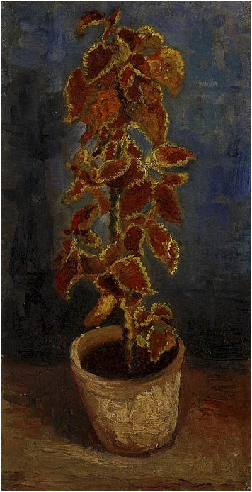 Vincent van Gogh Cóleo en una maceta Painting Vincent van Gogh's Cóleo en una maceta Painting