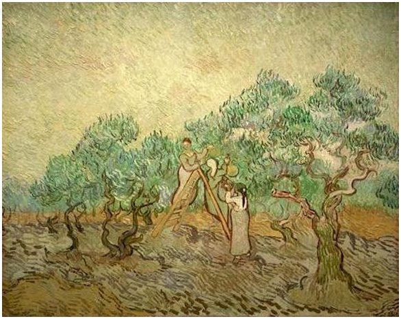Vincent van Gogh Cosecha de olivas Painting Vincent van Gogh's Cosecha de olivas Painting