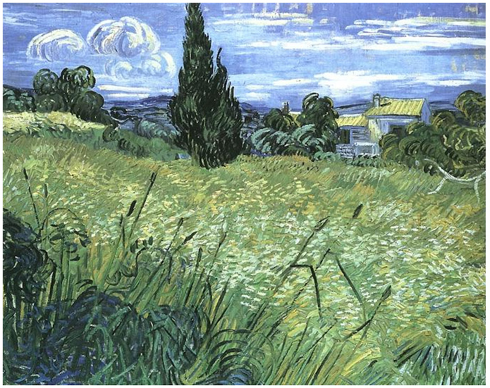 Green Wheat Field with Cypress