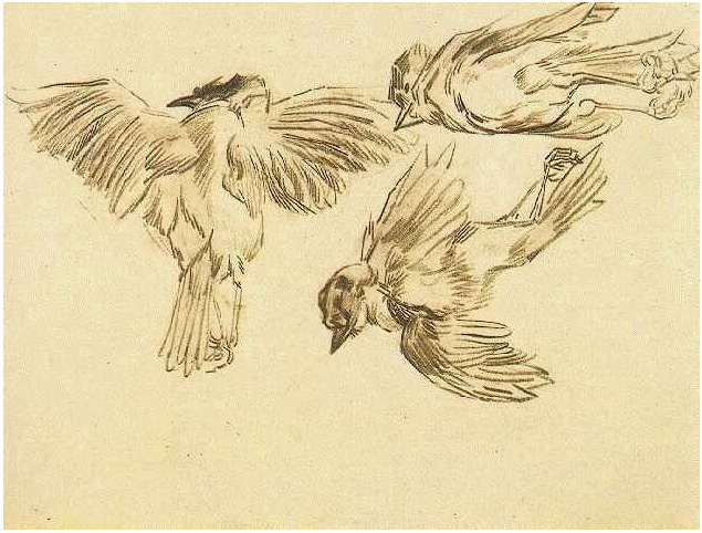 Vincent van Gogh Estudios de un gorrión muerto Drawing Vincent van Gogh's Estudios de un gorrión muerto Drawing