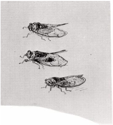 Vincent van Gogh Tres cigarras Drawing Vincent van Gogh's Tres cigarras Drawing