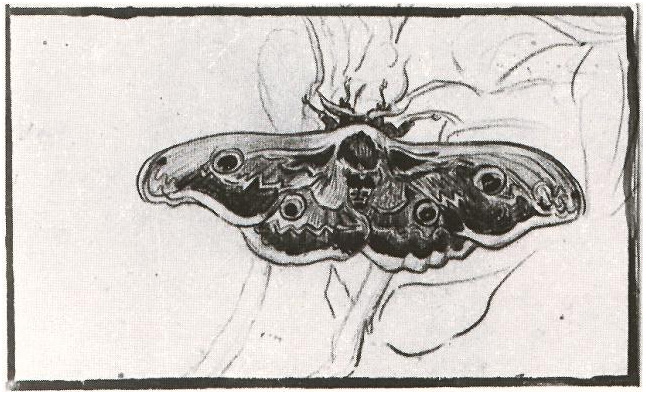 Vincent van Gogh Gran polilla del pavo real Drawing Vincent van Gogh's Gran polilla del pavo real Drawing