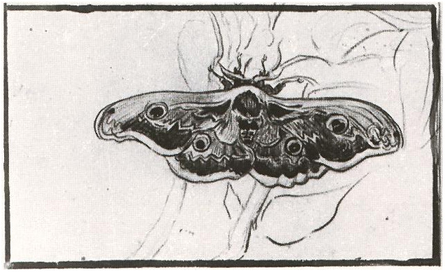 Vincent van Gogh's Great Peacock Moth Drawing