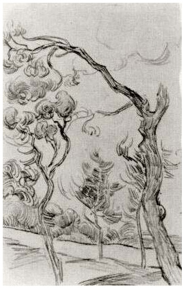 Vincent van Gogh Pinos visto contra el muro del asilo Drawing Vincent van Gogh's Pinos visto contra el muro del asilo Drawing