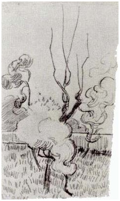 Vincent van Gogh Pinos cerca de la pared del asilo Drawing Vincent van Gogh's Pinos cerca de la pared del asilo Drawing