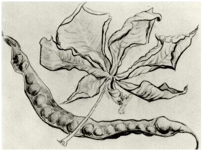 Vincent van Gogh Hoja muerta y vaina Drawing Vincent van Gogh's Hoja muerta y vaina Drawing