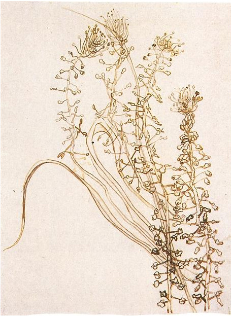 Vincent van Gogh's Blossoming Branches Drawing