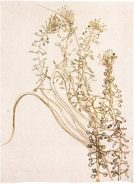 Vincent van Gogh Ramas en flor Drawing Vincent van Gogh's Ramas en flor Drawing