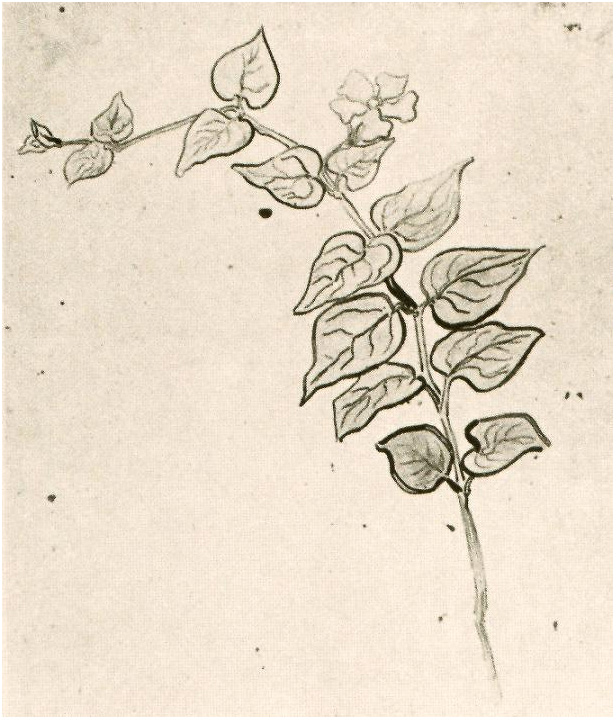 Vincent van Gogh Rama con hojas Drawing Vincent van Gogh's Rama con hojas Drawing