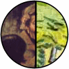 Comparing Early and Late Van Gogh Works